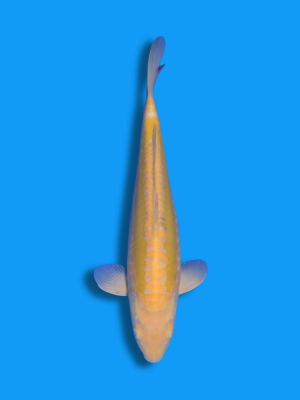 Doitsu Karashigoi | Koi&Co.